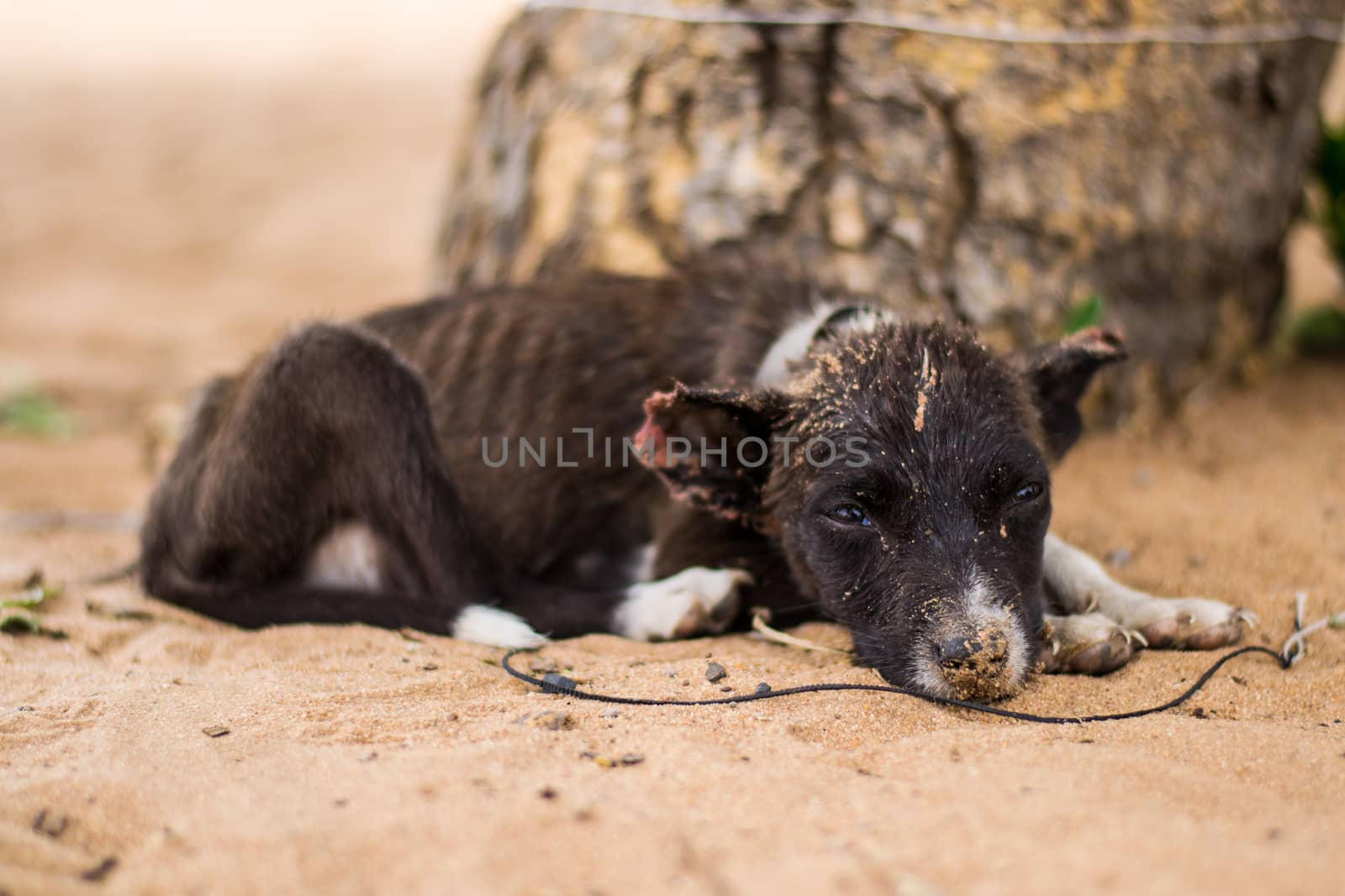Sad, neglected, mistreated or abused and abandoned puppy dog lying in the sand, on a rope by kb79