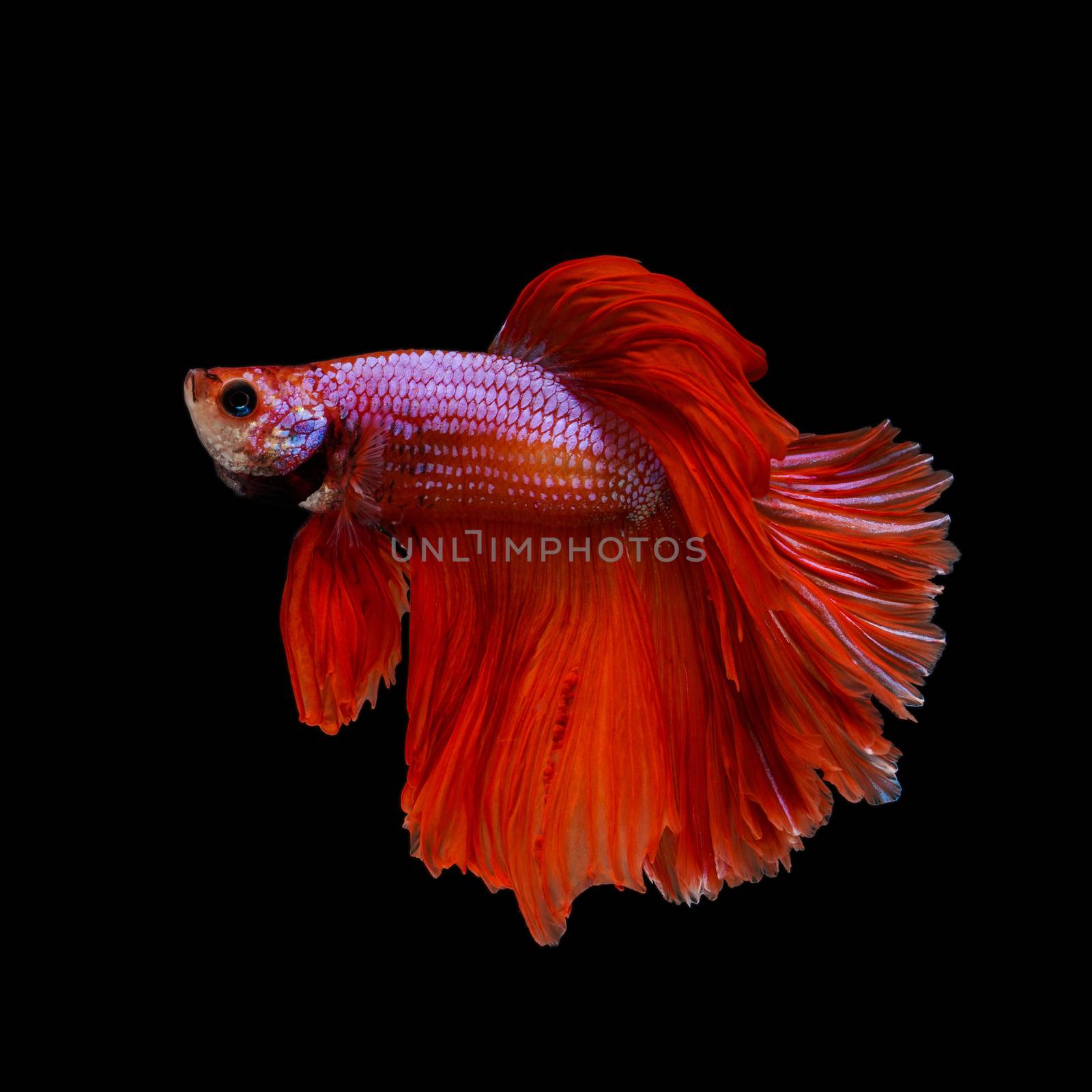 Siamese fighting fish is the freshwater fish with beautiful fins and color by chadchai_k