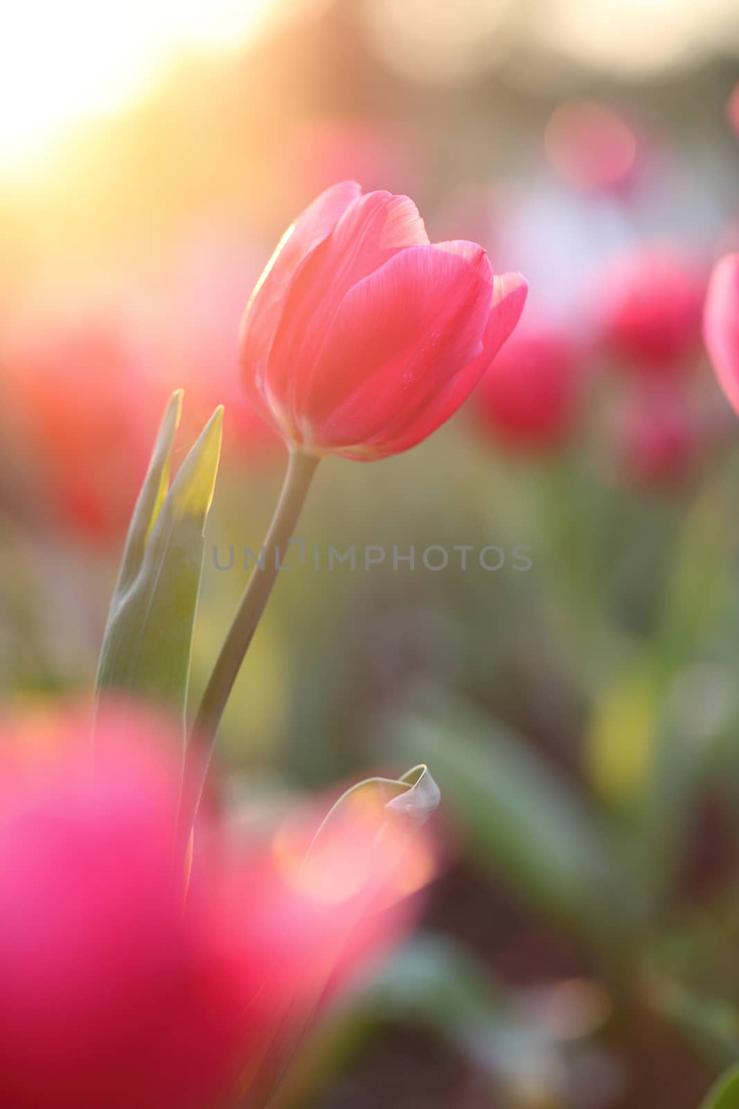 Pink Tulips  by piyato