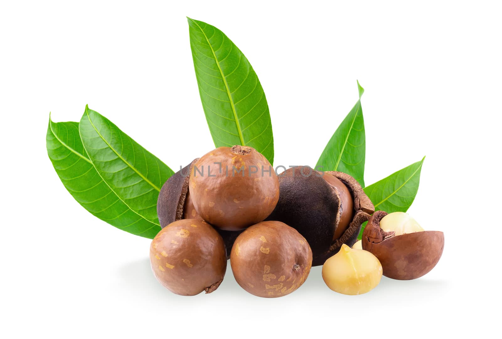 Macadamia nuts isolated over a white background.