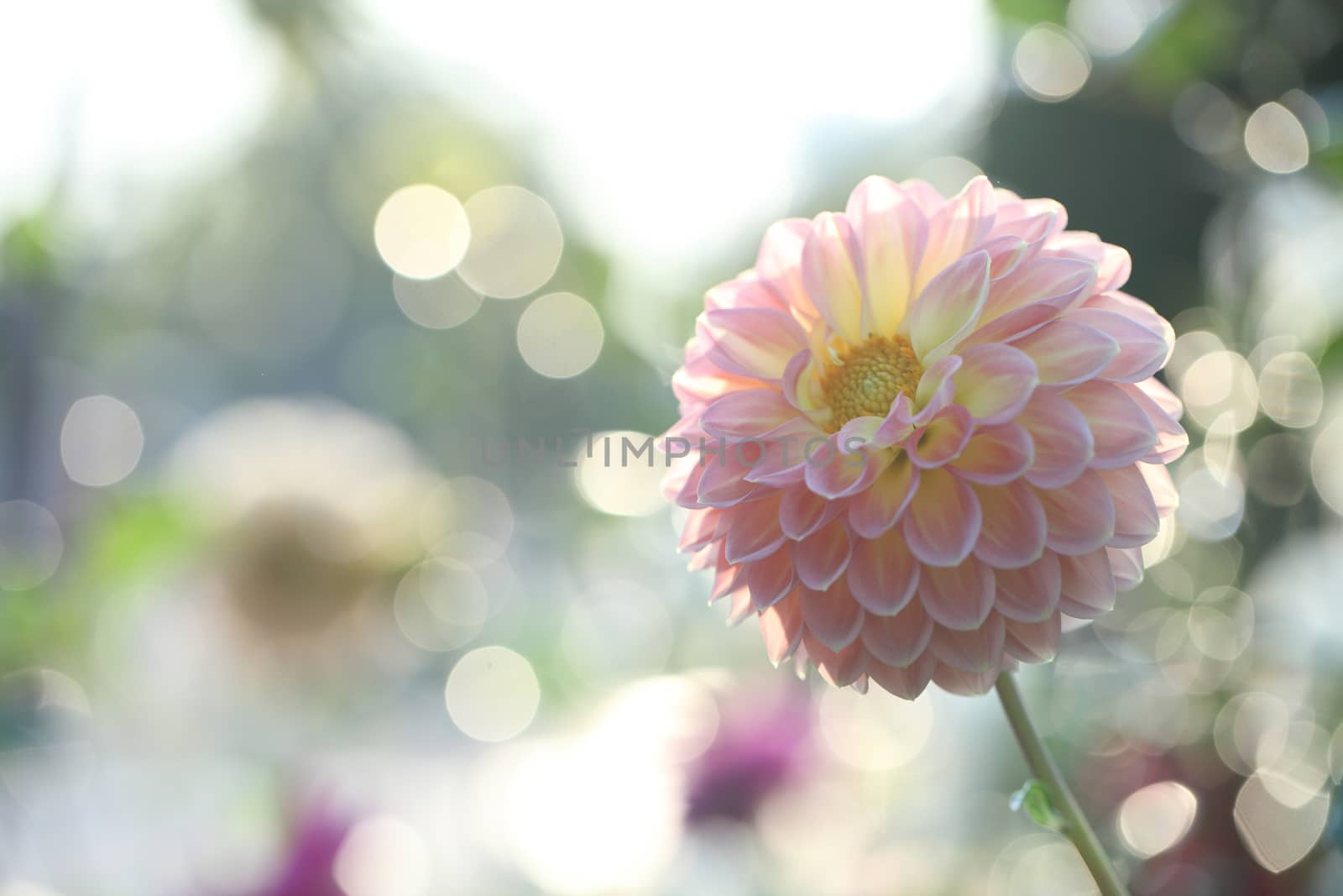 Spring pink flower  by piyato