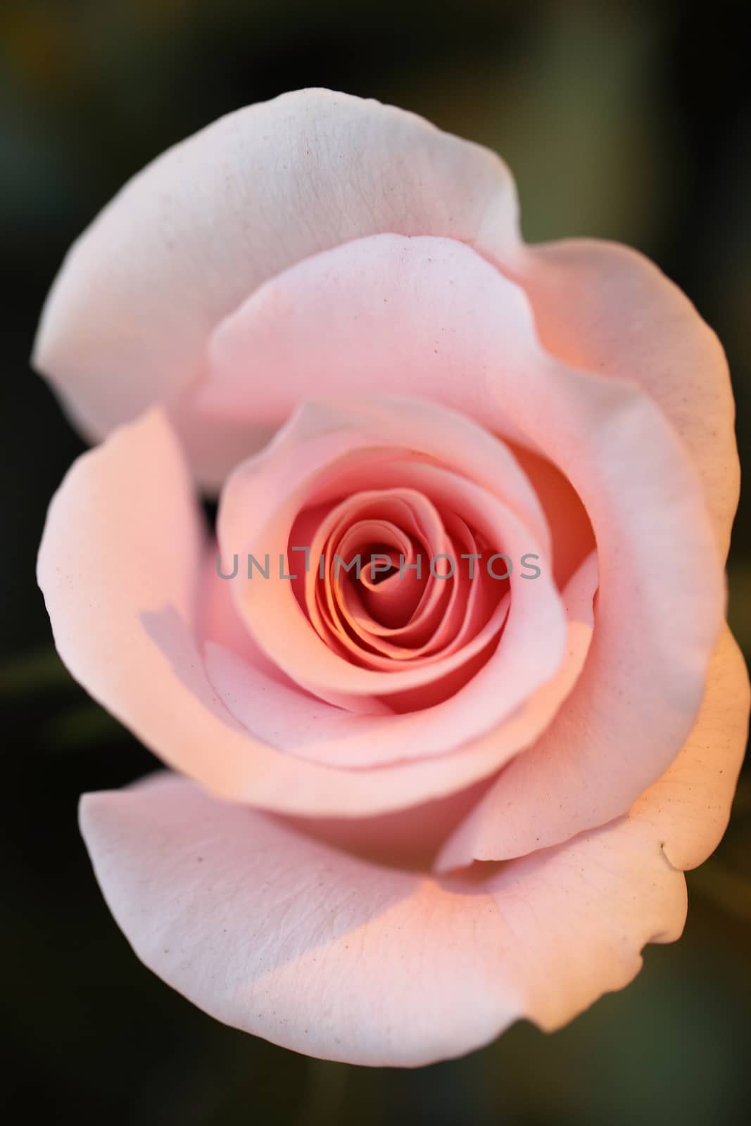 pink rose in close up by piyato