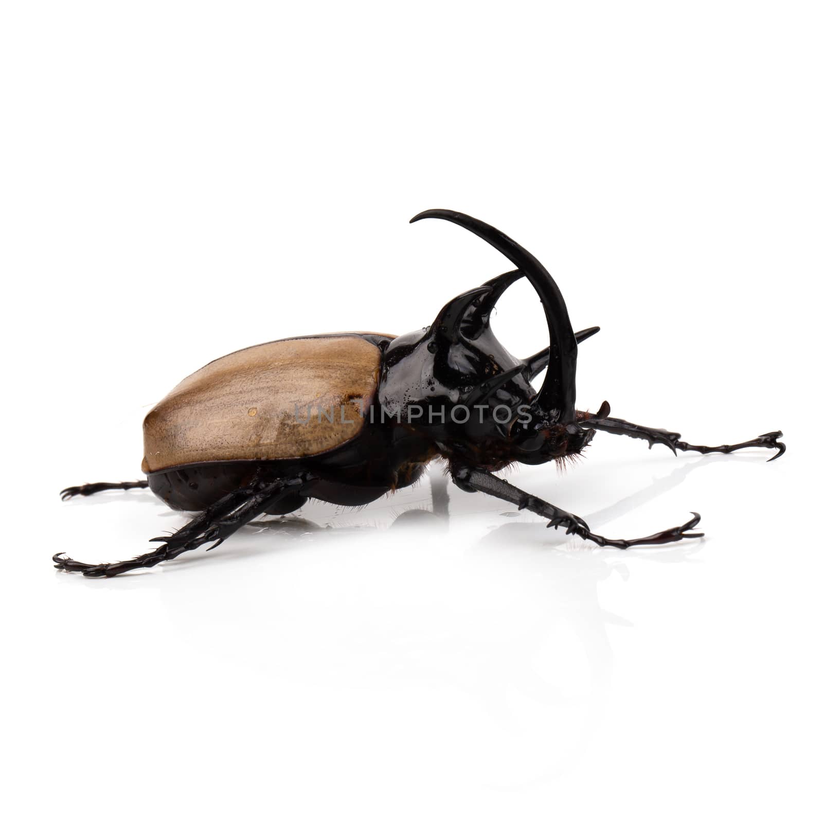 Yellow Five-horned rhinoceros beetle isolated on white backgroun by kaiskynet