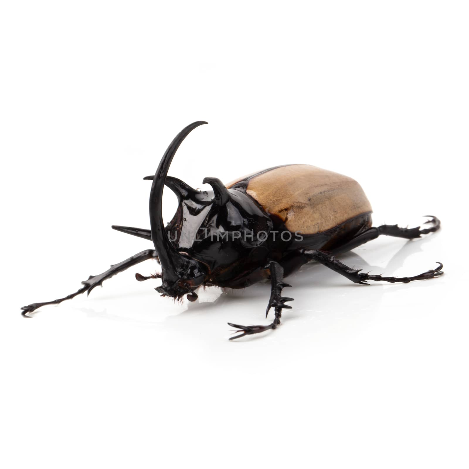 Yellow Five-horned rhinoceros beetle isolated on white background.