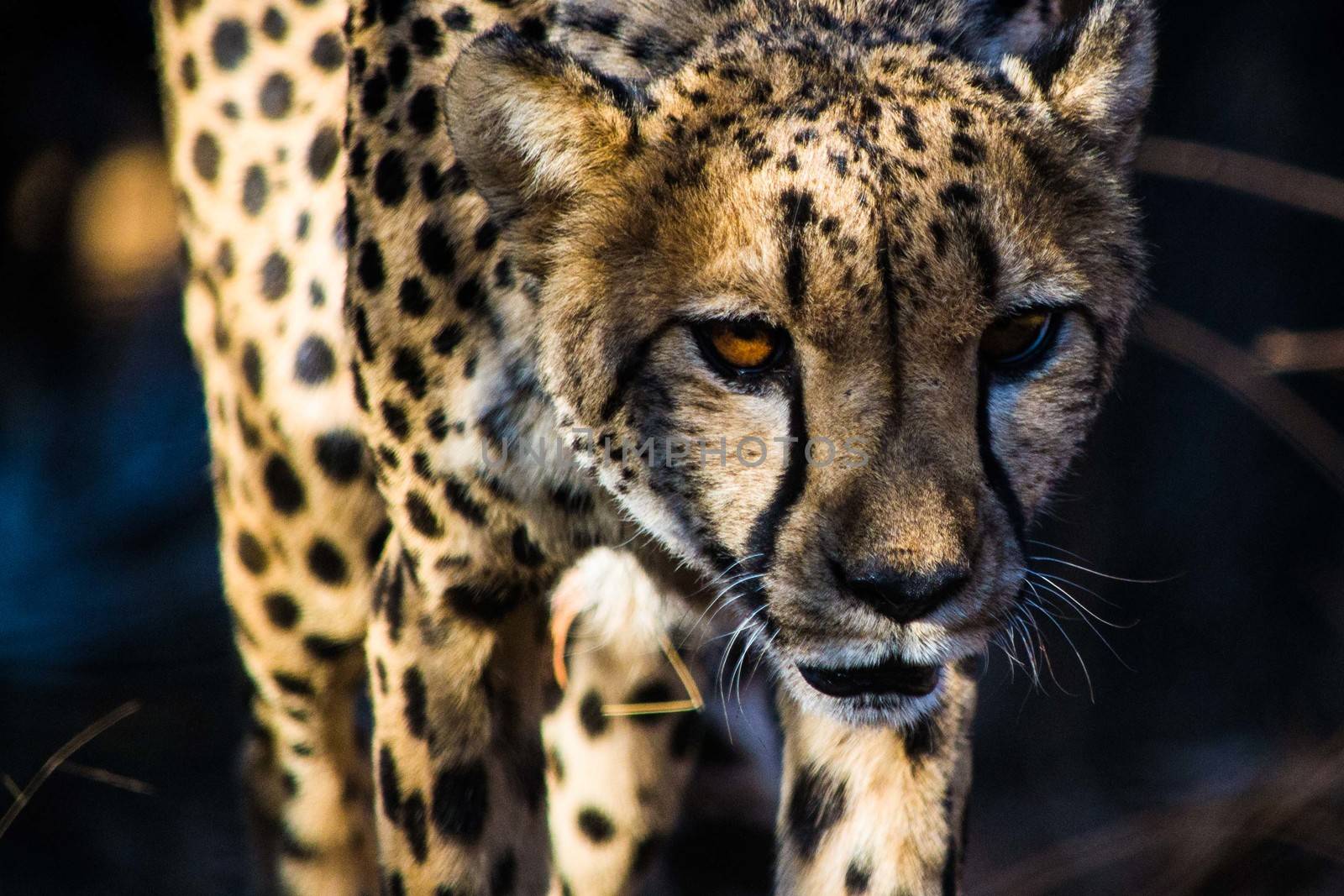 close-up encounter of a walking and alerted, concentrated cheetah during a safari trip in Africa