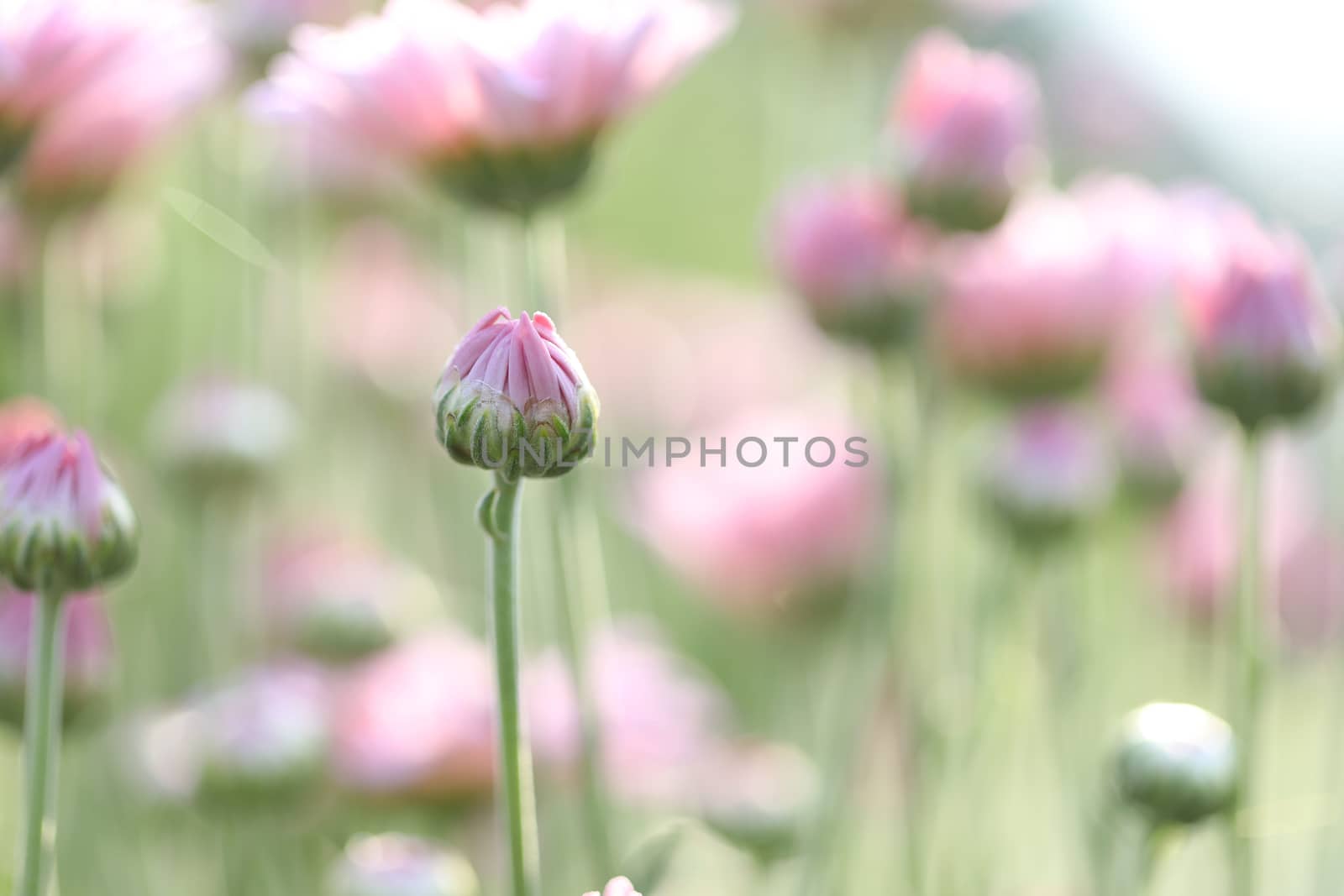 Pink Chrysanthemum buds under morning sunlight at flower field by paladin12