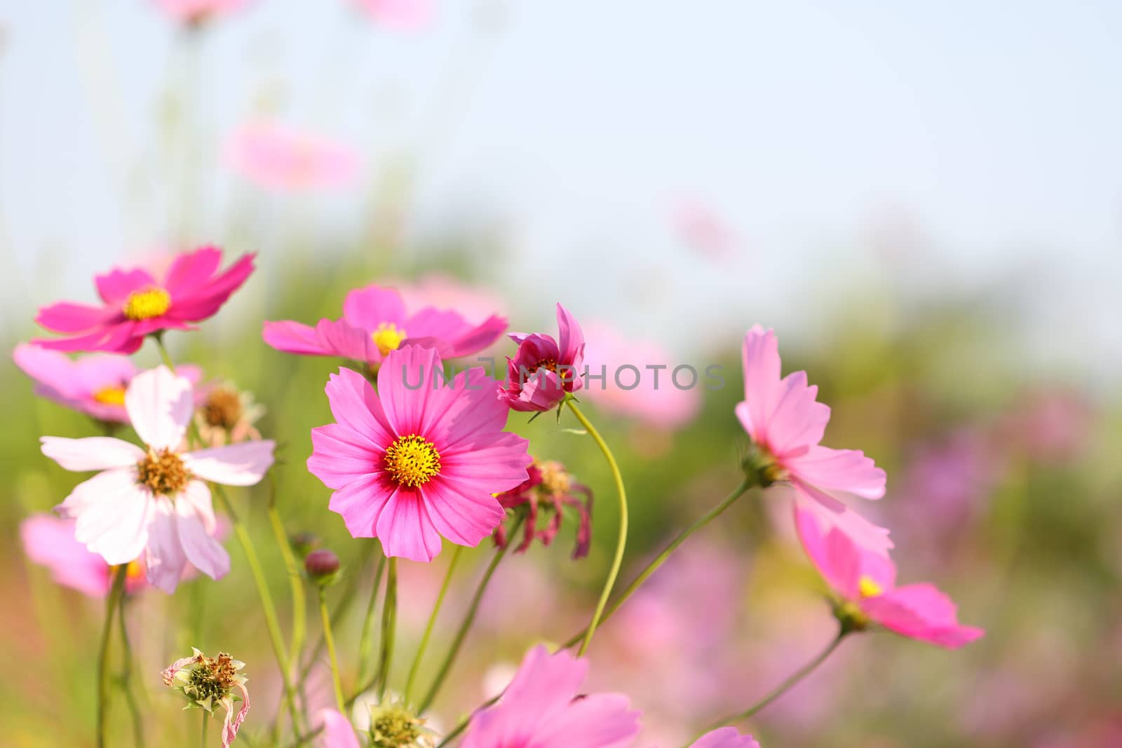 Pink Cosmos flower blooming at flower field by paladin12