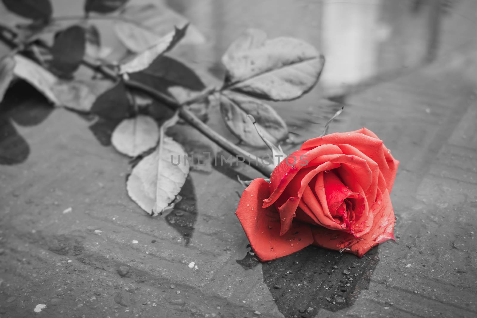 A red rose lies in a dirty puddle on the road, thrown by someone after the rain
