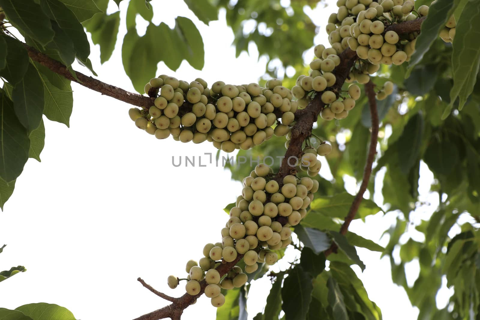 A group of figs that are on the branches of the fig tree.