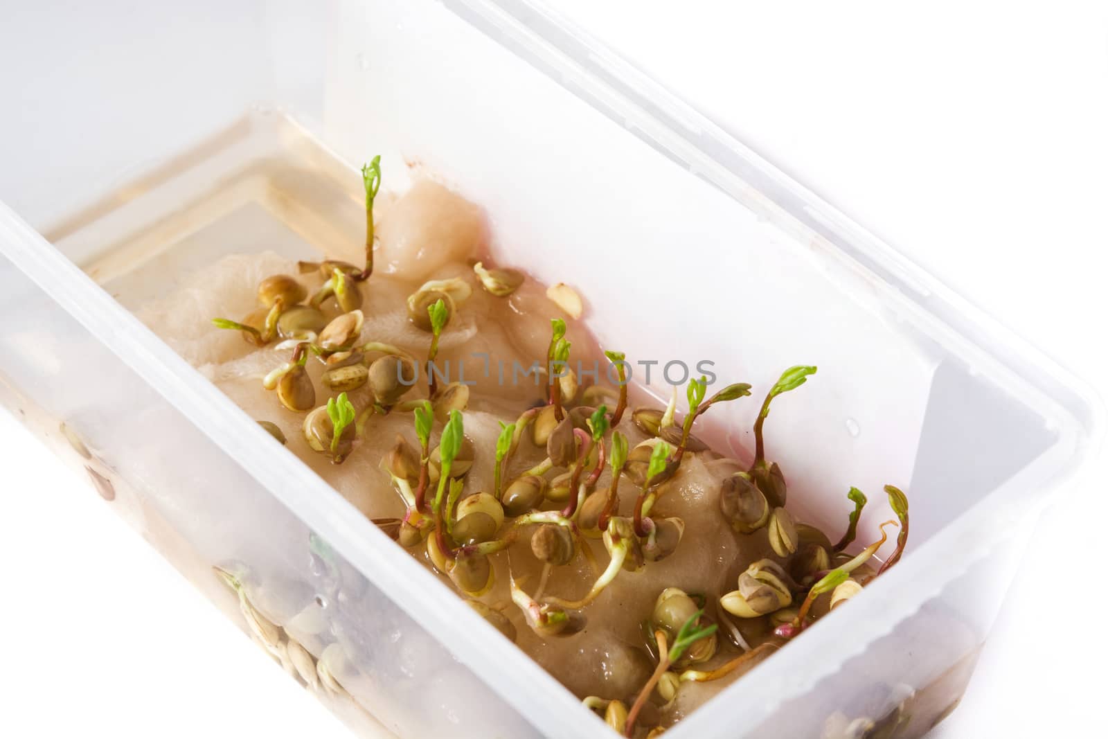 Lentils sprouting with cotton in plastic container isolated on white background