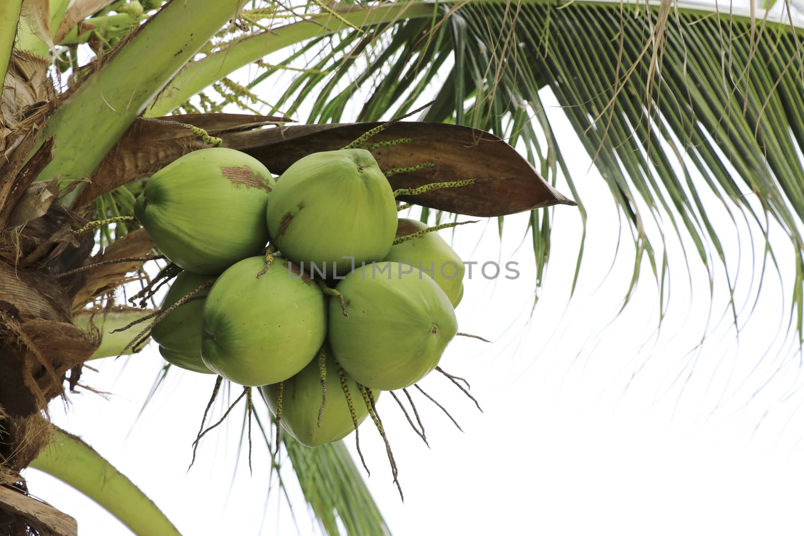 Coconut group on coconut tree.