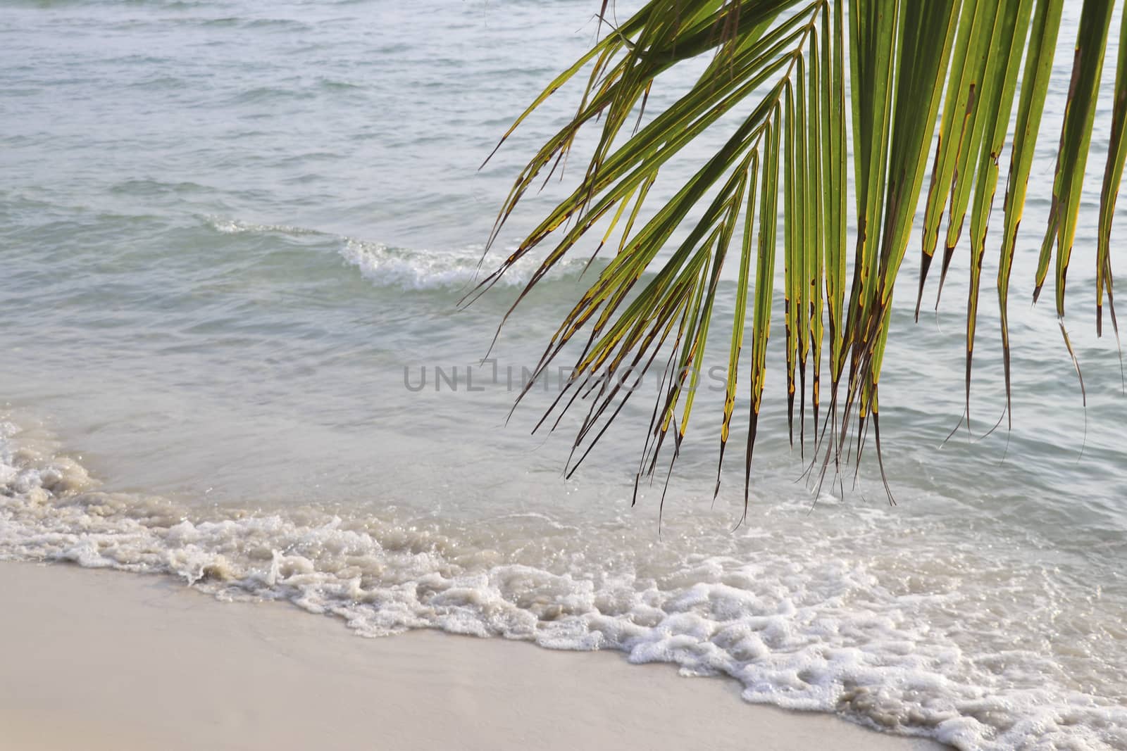 The stem of the coconut tree with a beach background.