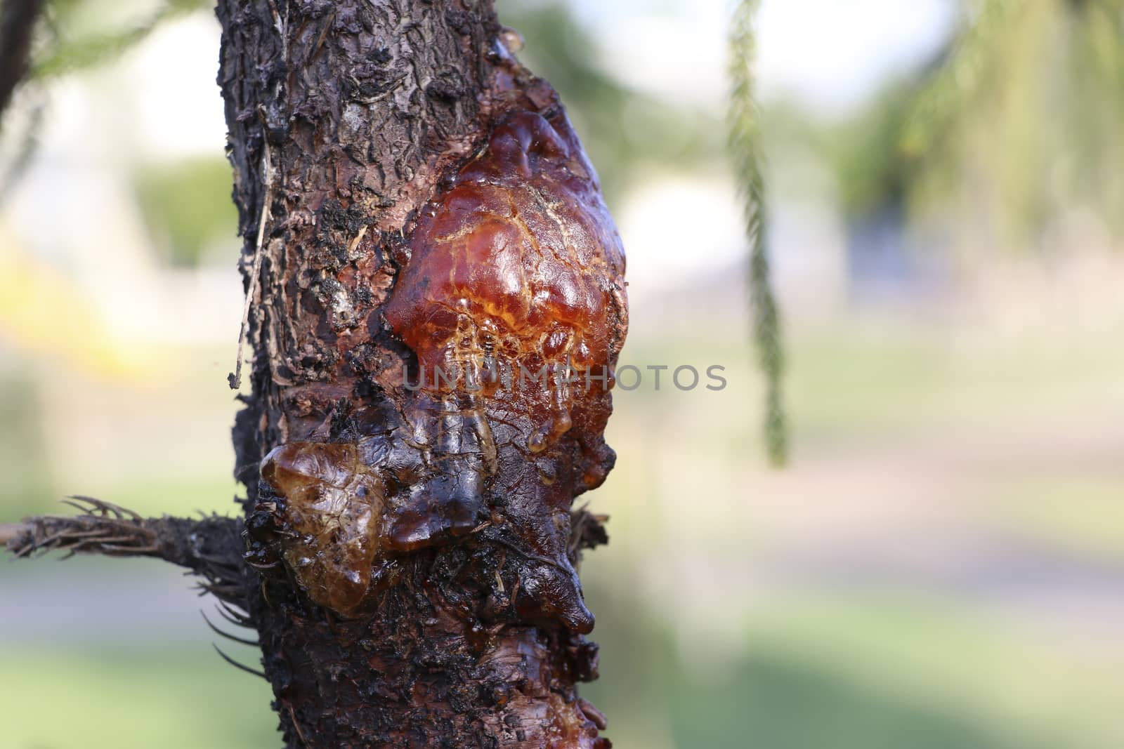 The resin of pine trees flows from the wound on the side of the trunk. The amber liquid that flows from the pine tree.