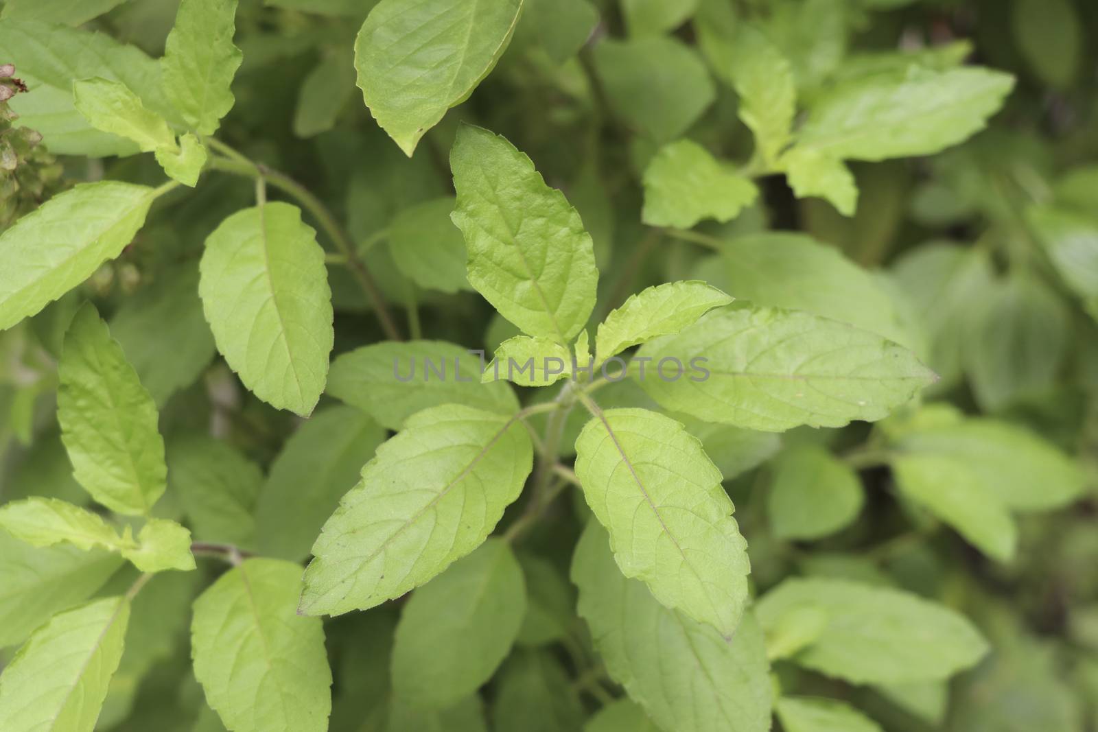 Holy basil leaves on the Holy basil tree. Holy basil leaves are useful herbs.