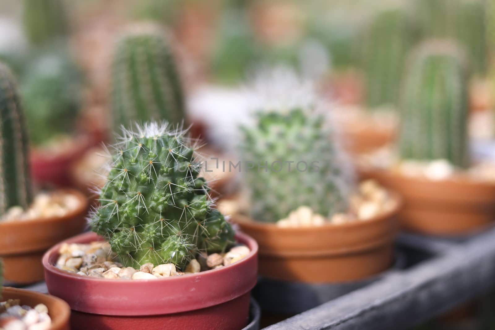 Green cactus in brown pots with blurred background. Thorny cactus