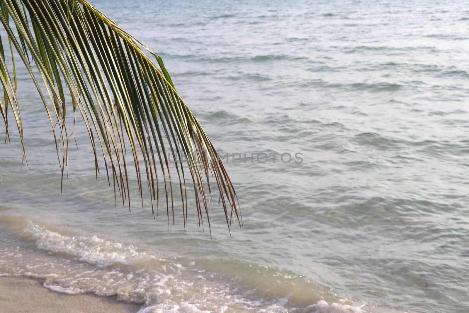 The stem of the coconut tree with a beach background.