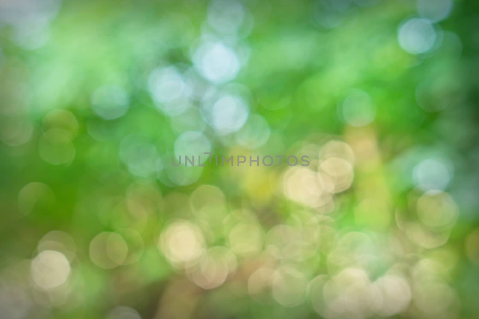 Bokeh background of foliage. Nature composition.