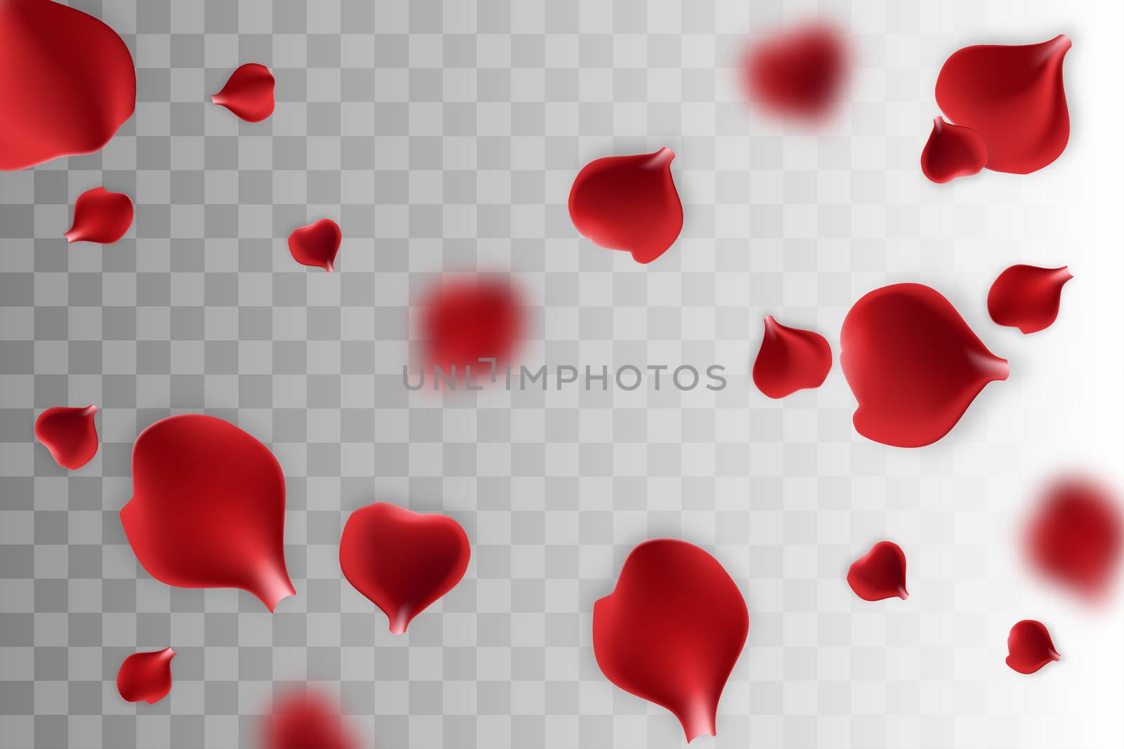 Red rose petal transparent background. Vector wedding illustration. Valentines Day greeting card. Valentine's floral poster. Valentine symbol. Random falling petals. Isolated greeting frame