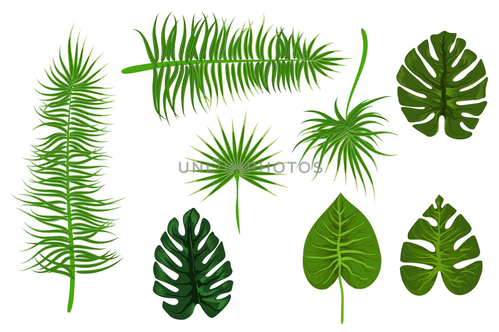 Set collection isolated. Tropical background vector palm leaf. Exotic summer green jungle tree. Hawaii plant pattern decoration design. Botanical tropic fashion element. Colorful travel banner.