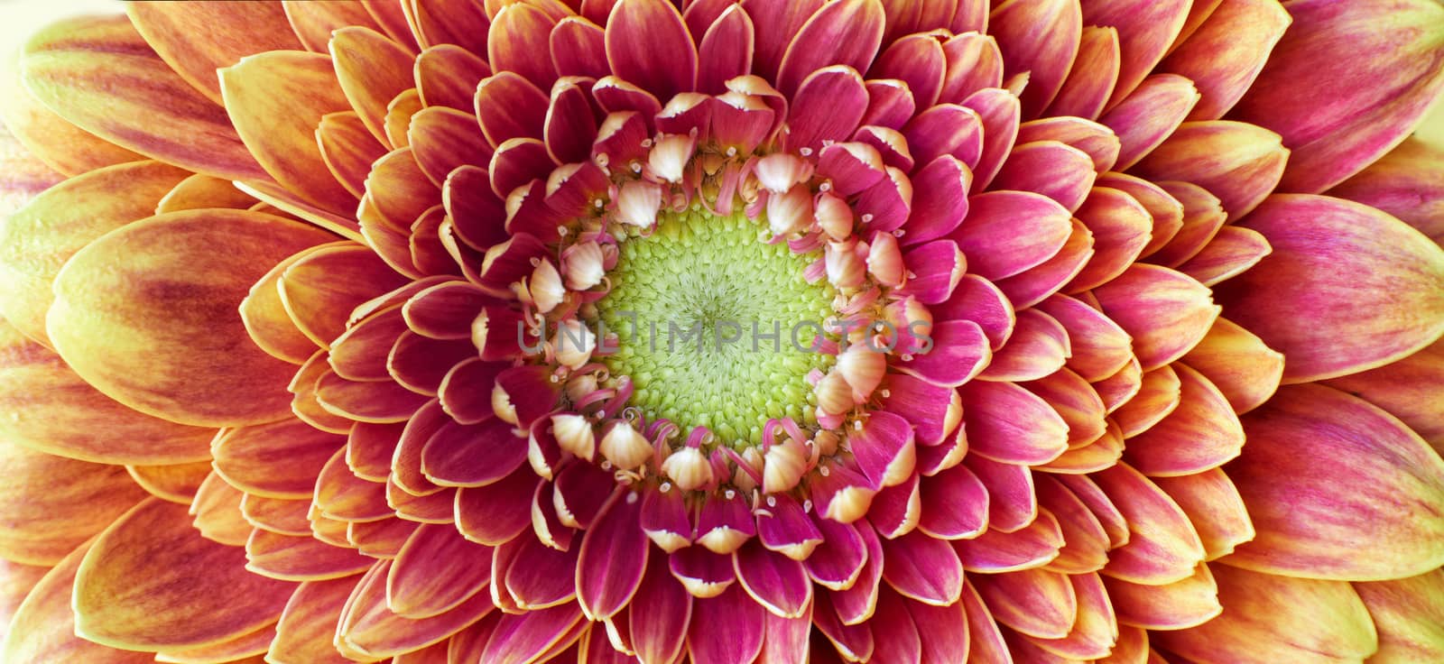 Close up photograph of Golden Chrysanthemum flower showing the stamen and petals