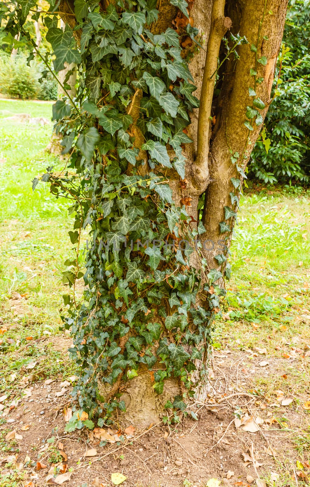 ivy attacks a plant by grancanaria