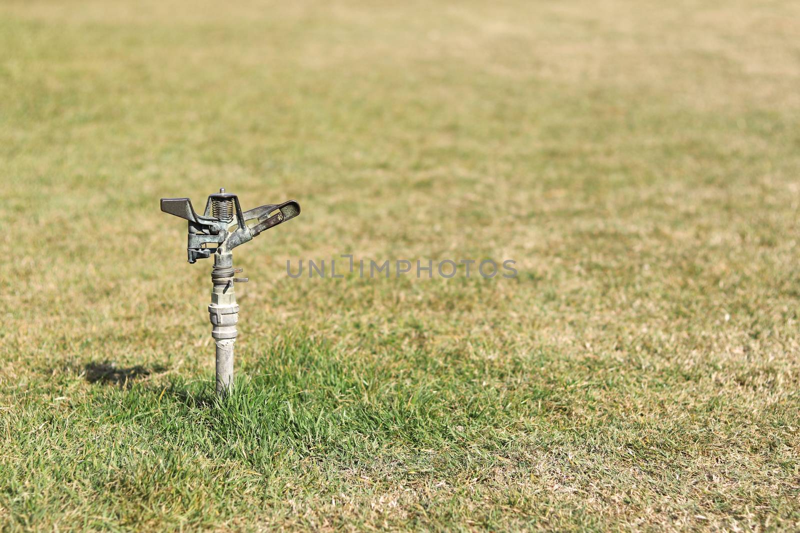 Sprinkler head for watering plants in the middle of the lawn.