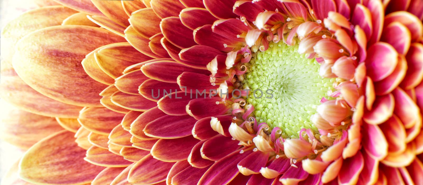 Golden Chrysanthemum by gemphotography