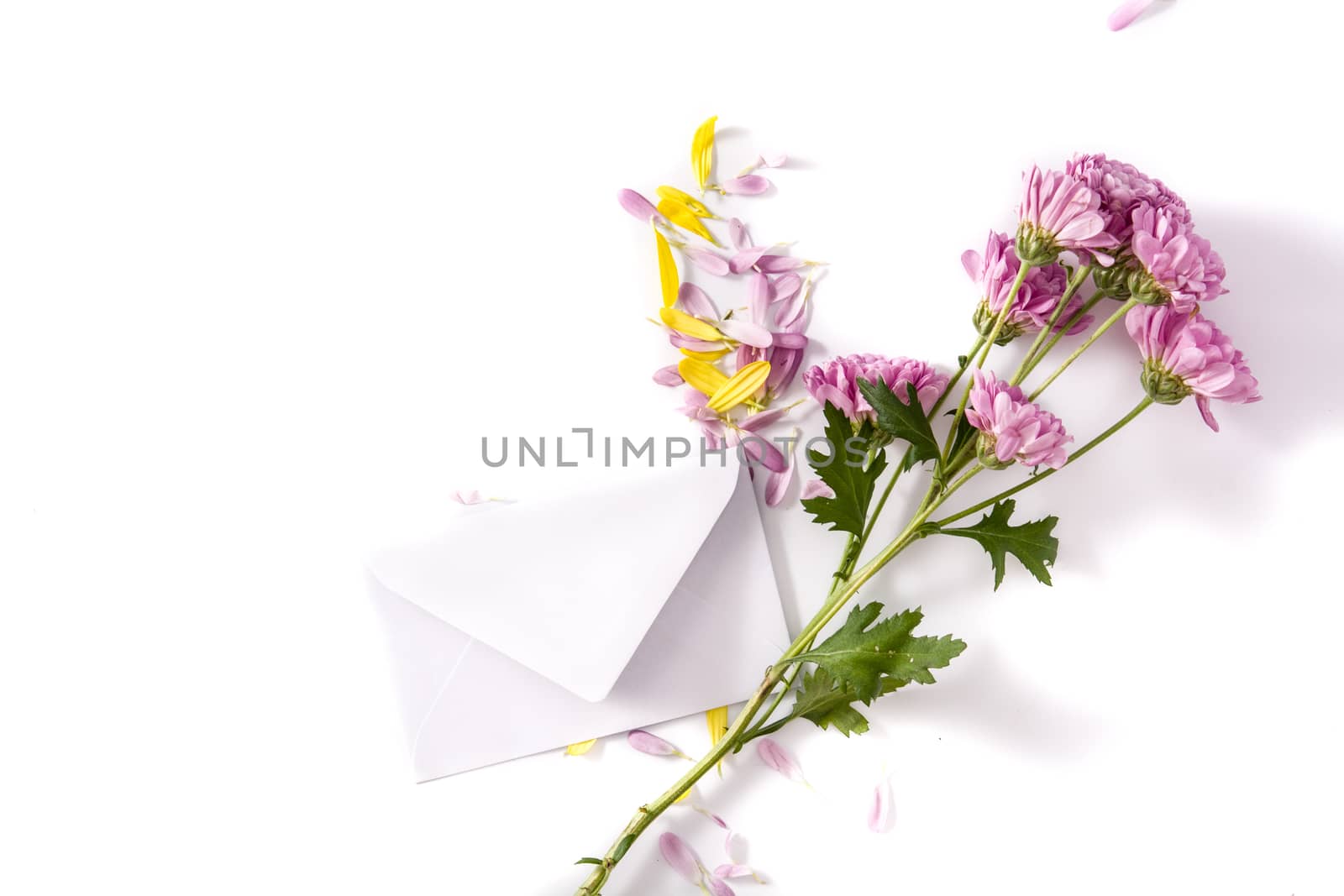 Purple chrysanthemum, petals and paper envelope isolated on white background