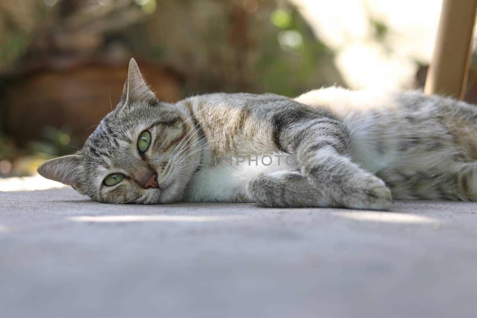 A cat lying on the floor with eyes staring ahead. by Eungsuwat