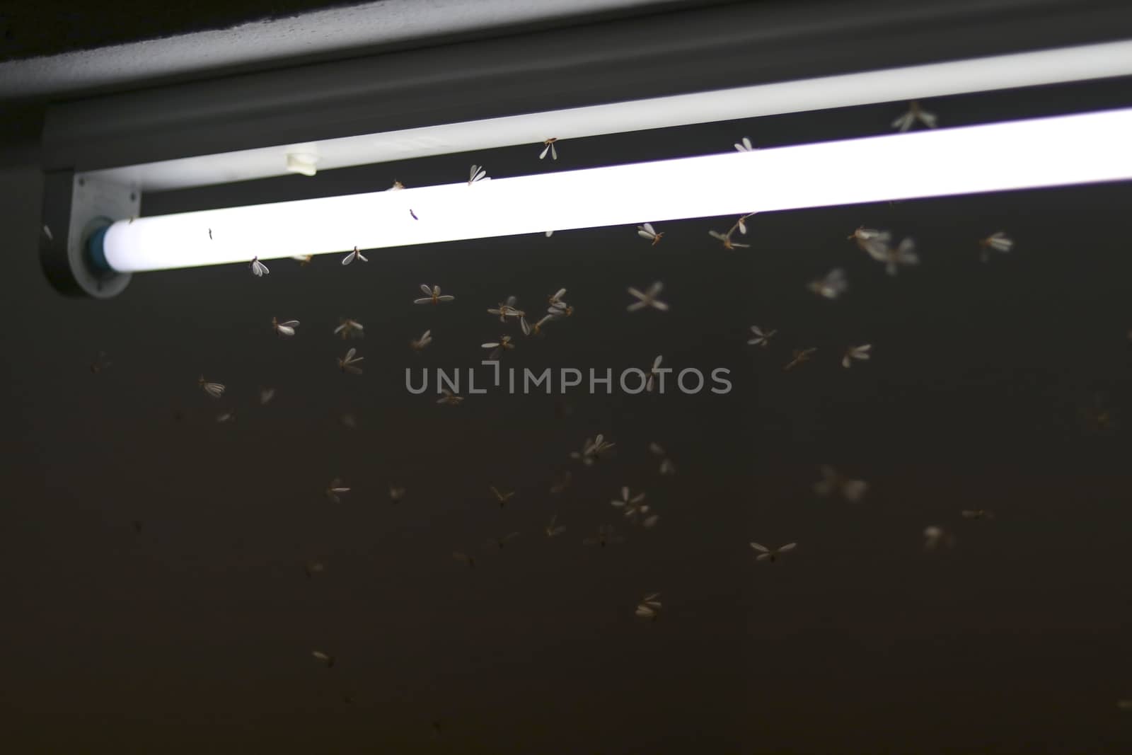 Mayfly are flying, playing around the fluorescent lights. by Eungsuwat