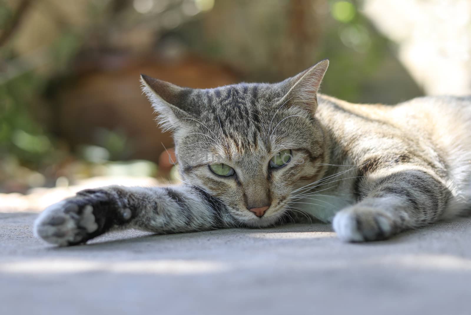 A cat lying on the floor with eyes staring ahead.