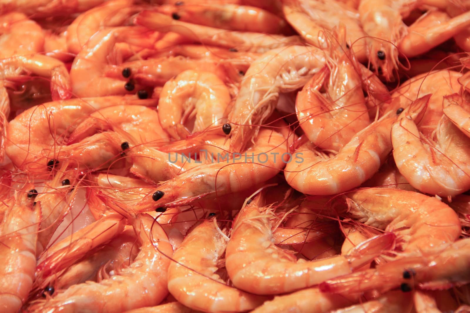 Shrimp at fish market close up, seafood background