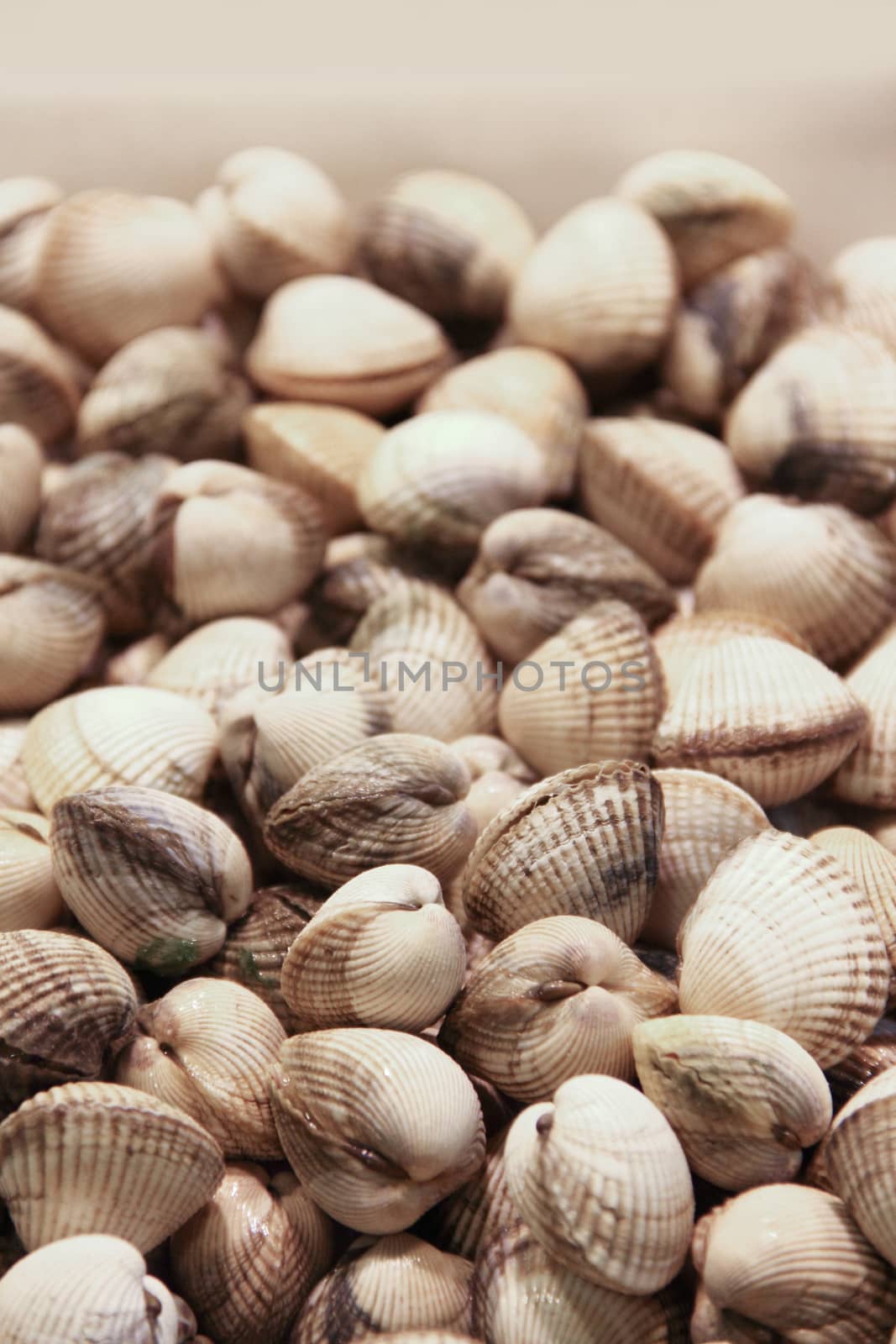 Raw fresh clams vongole seashells background close-up at market