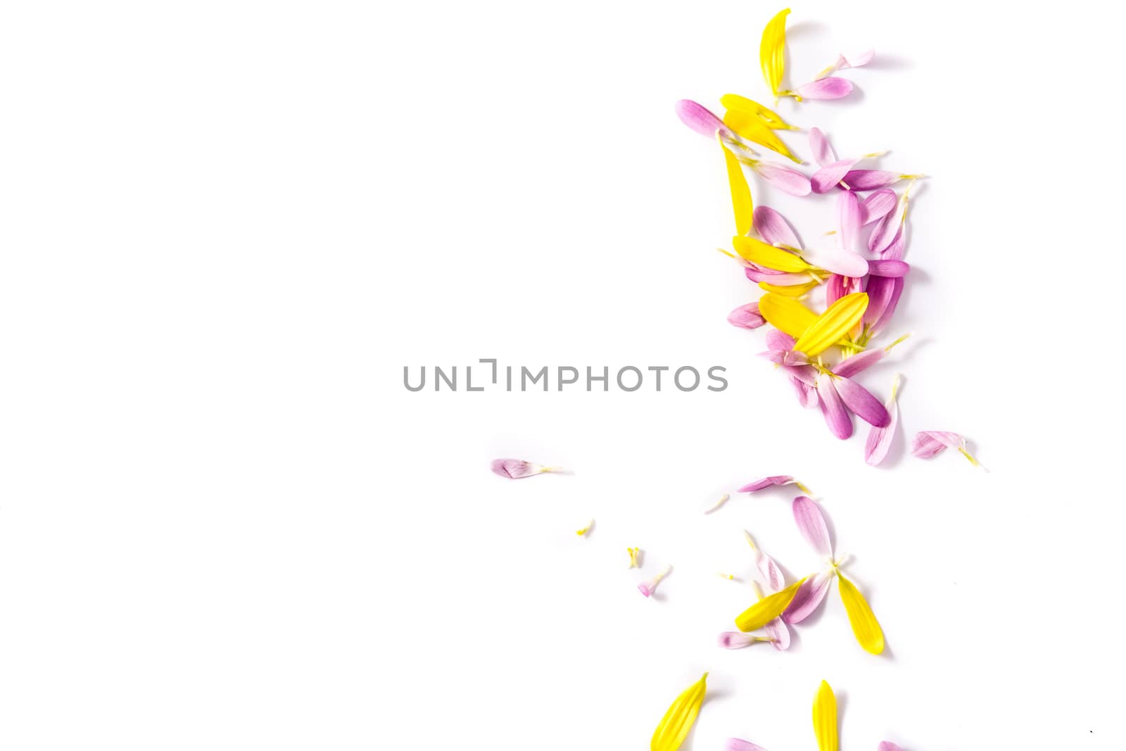 Purple and yellow chrysanthemum petals isolated on white background