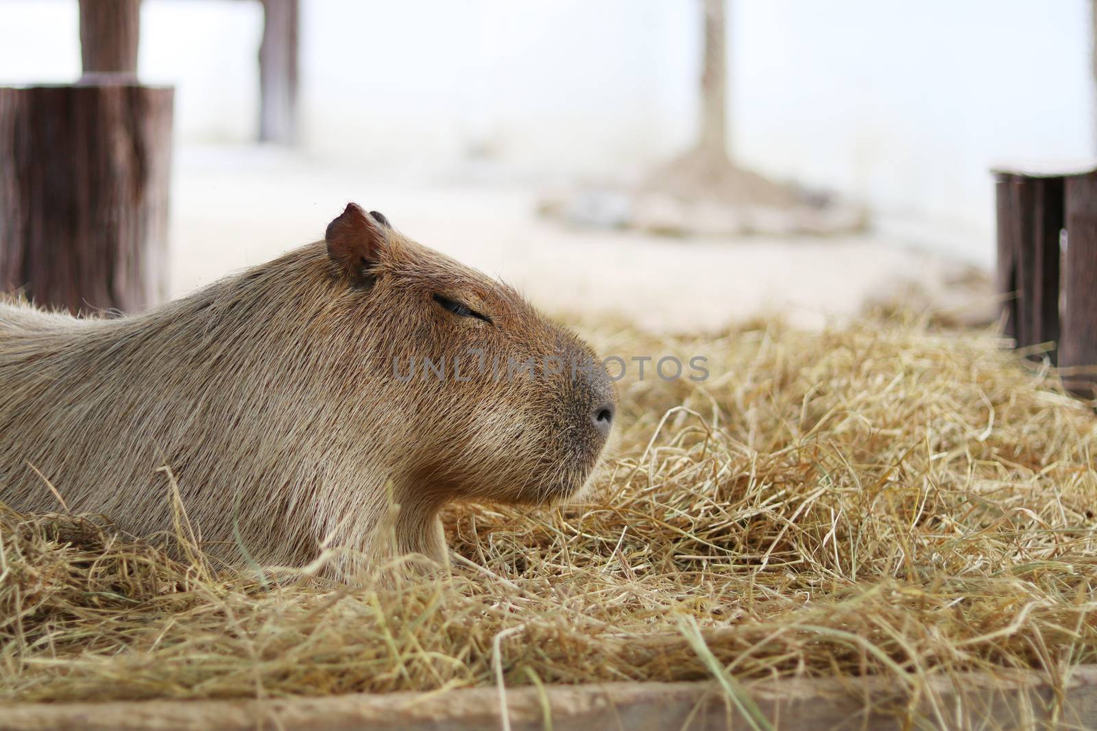 Capybara sat with eyes closed on the straw. by Eungsuwat