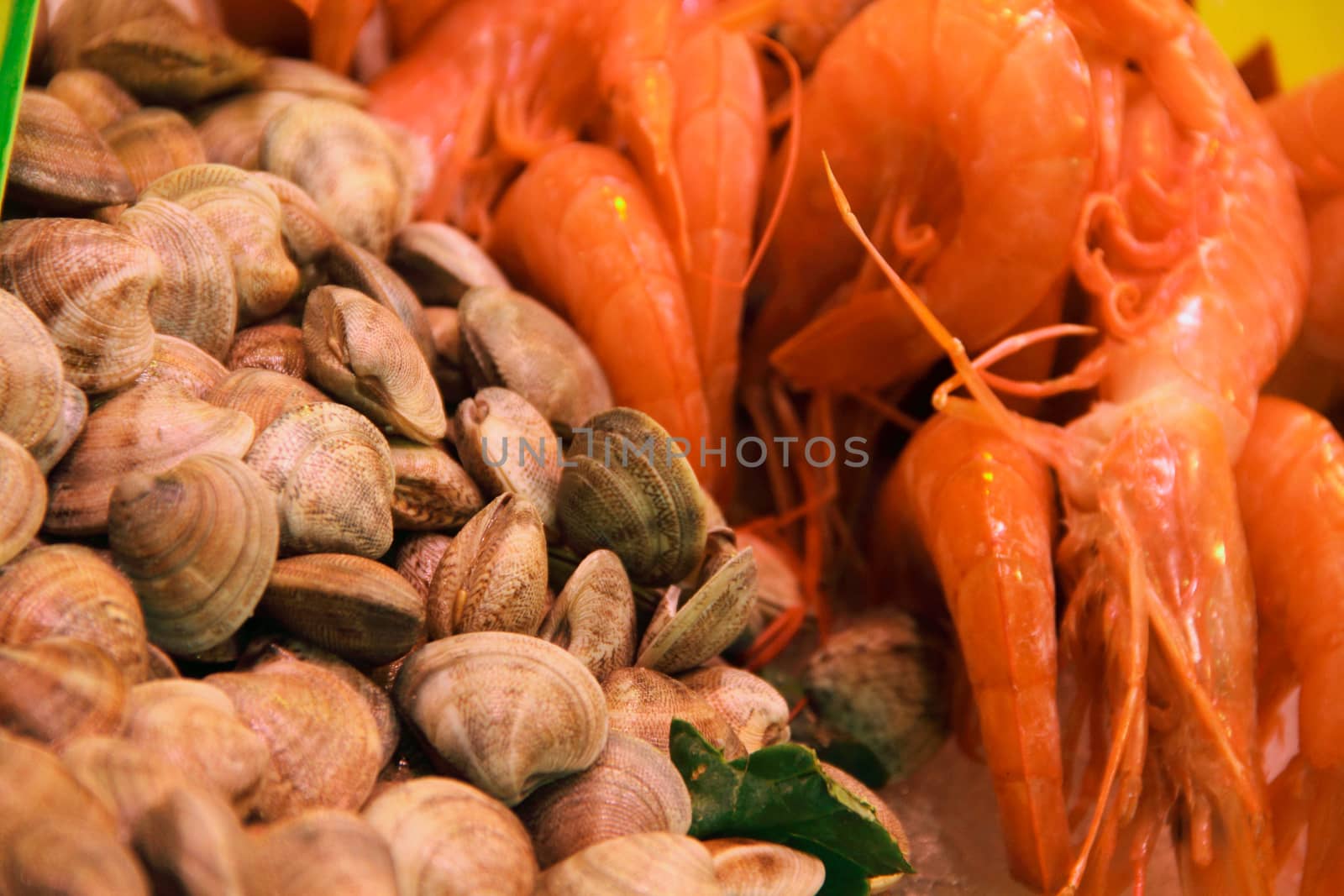 Raw fresh clams vongole seashells and shrimps background close-up at market