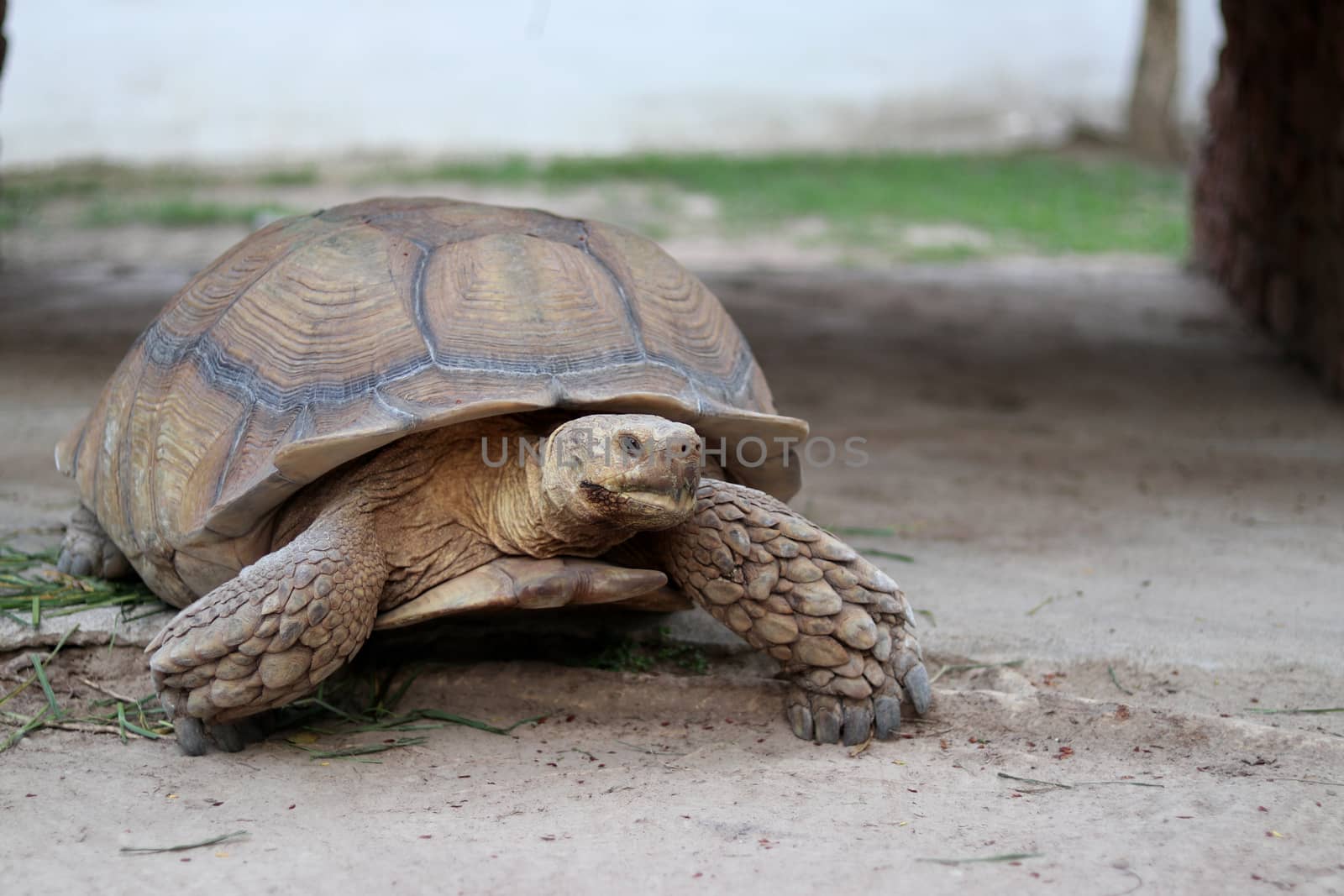 A large land turtle walking on the ground.