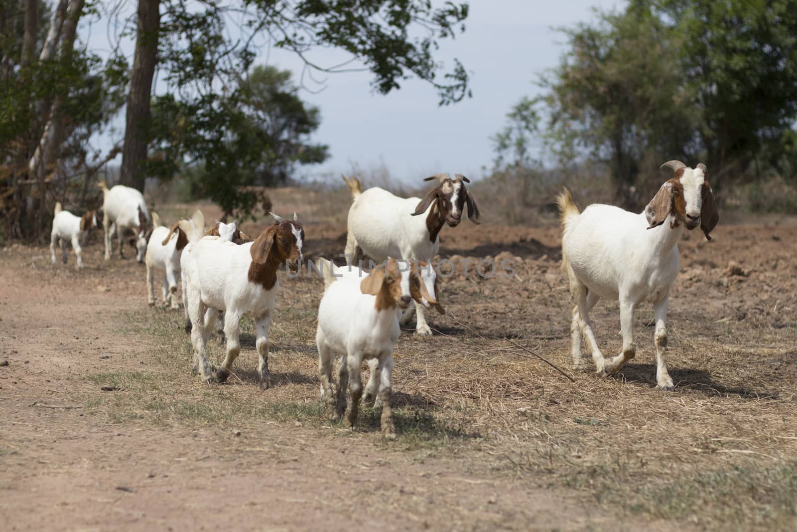 A group of goats walking in a row. A herd of goats heading to a food source. by Eungsuwat