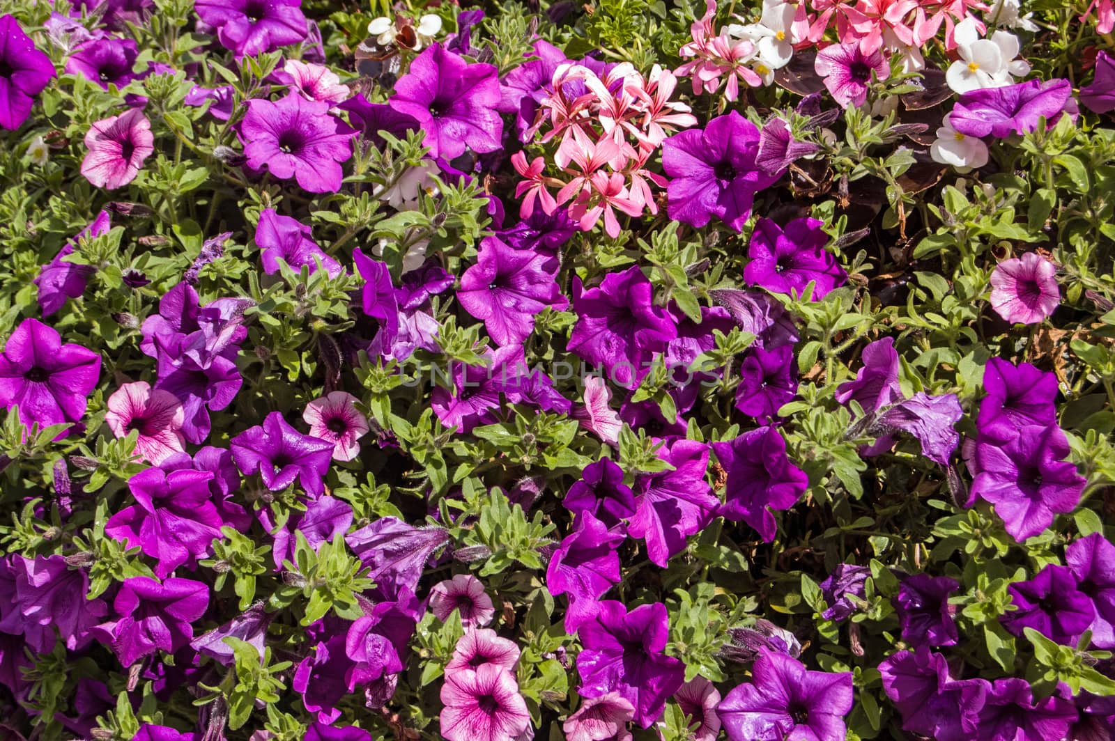 A closely planted flower bed of purple petunias with a few pink pelargoniums summer, England.