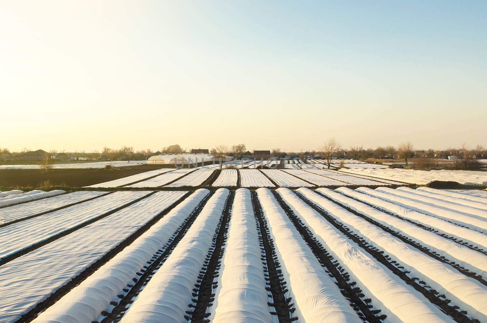 Farmer plantation fields covered with spunbond agrofibre. Agricultural technology. Protection of crops from sudden temperature changes and atmospheric effects. Fast crop growth, greenhouse effect.