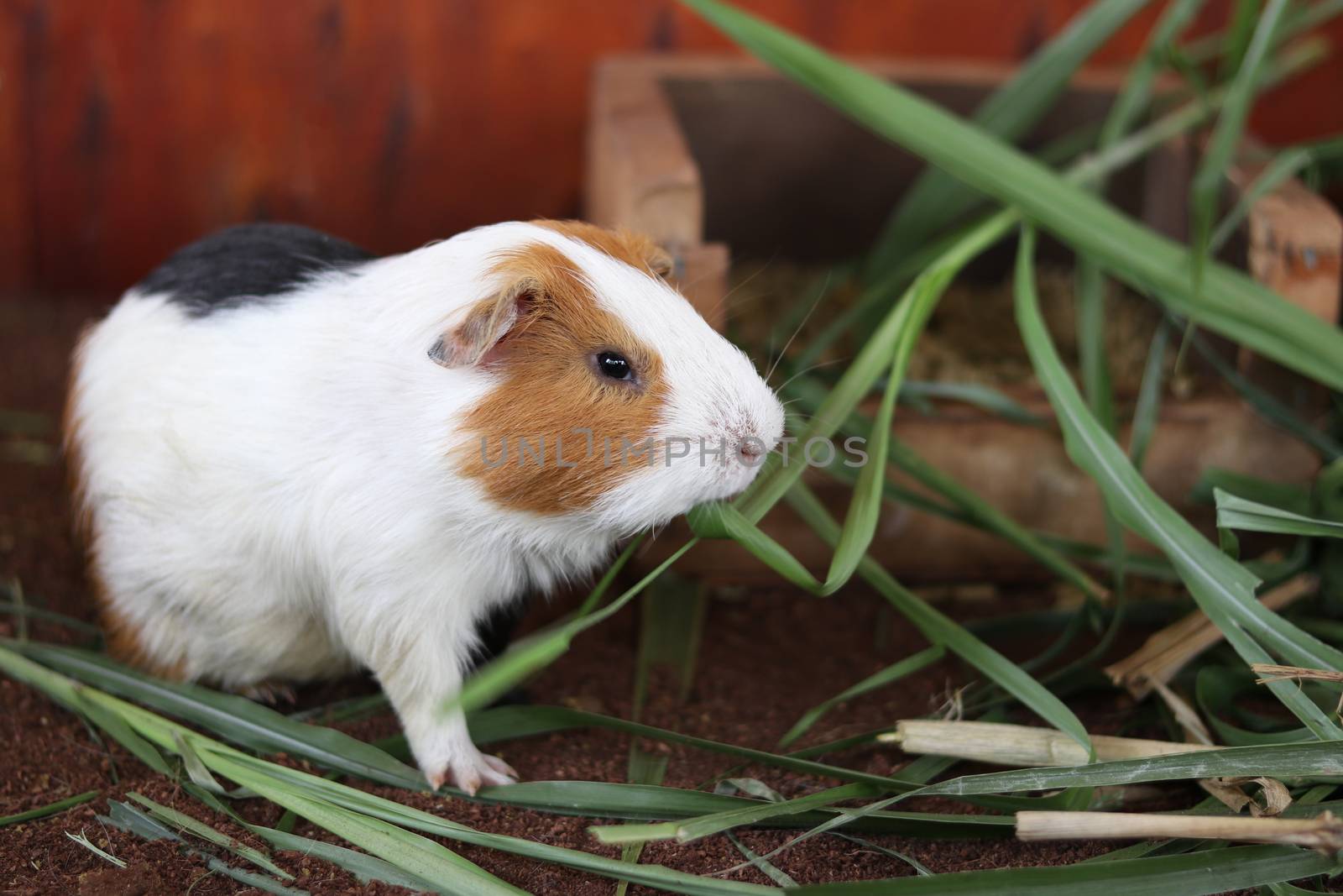 A hamster munching on a green grass. The hamster is eating grass intently.