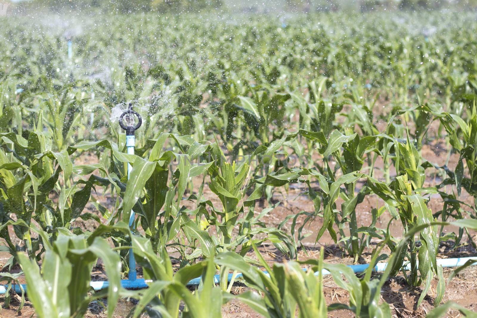 Corn plantations were watered by sprinklers.