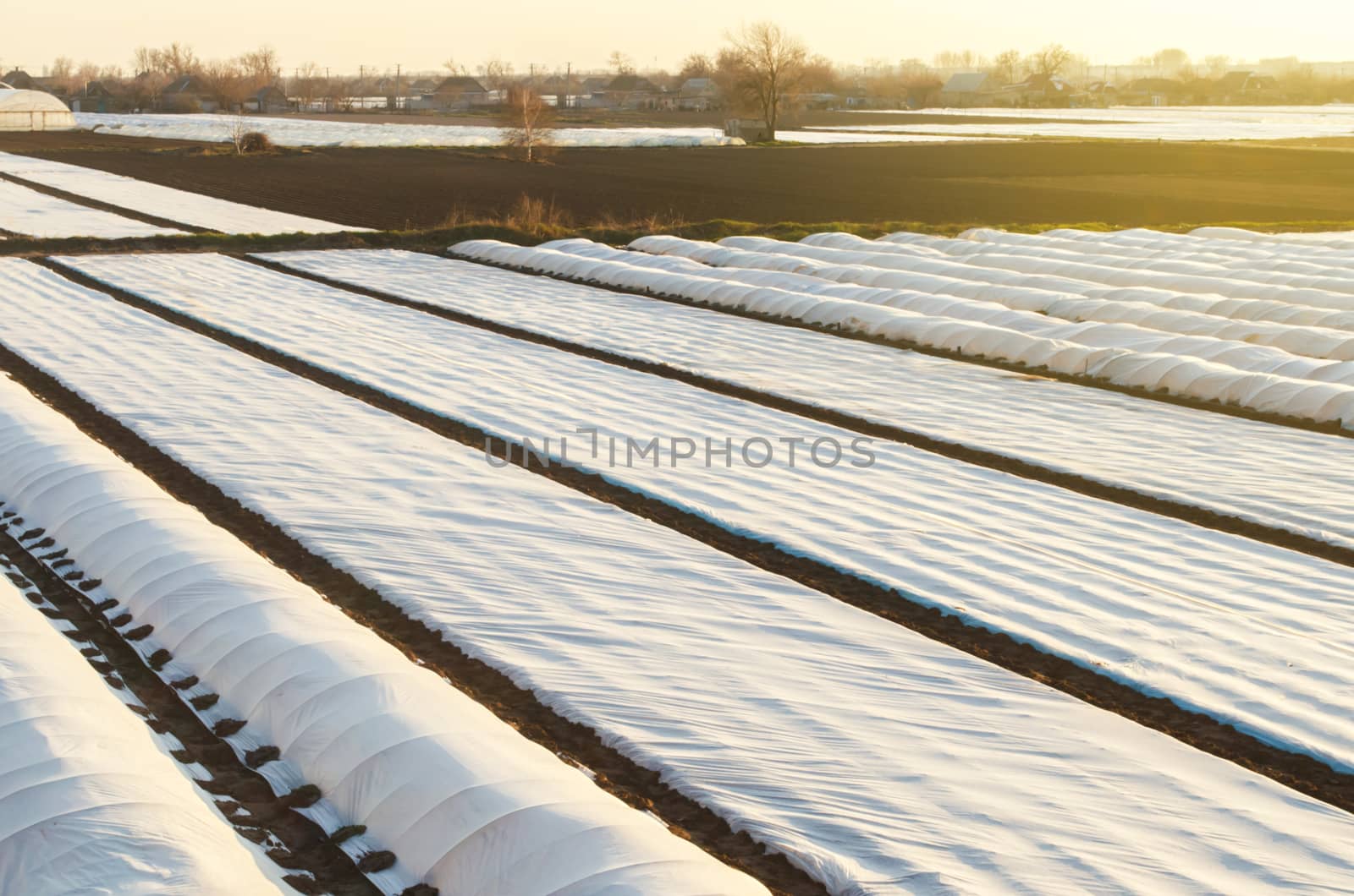 Farmer plantation fields covered with spunbond agrofibre. Protection crops from sudden temperature changes atmospheric effects. Increased plant survival crop. Early start of sowing season.