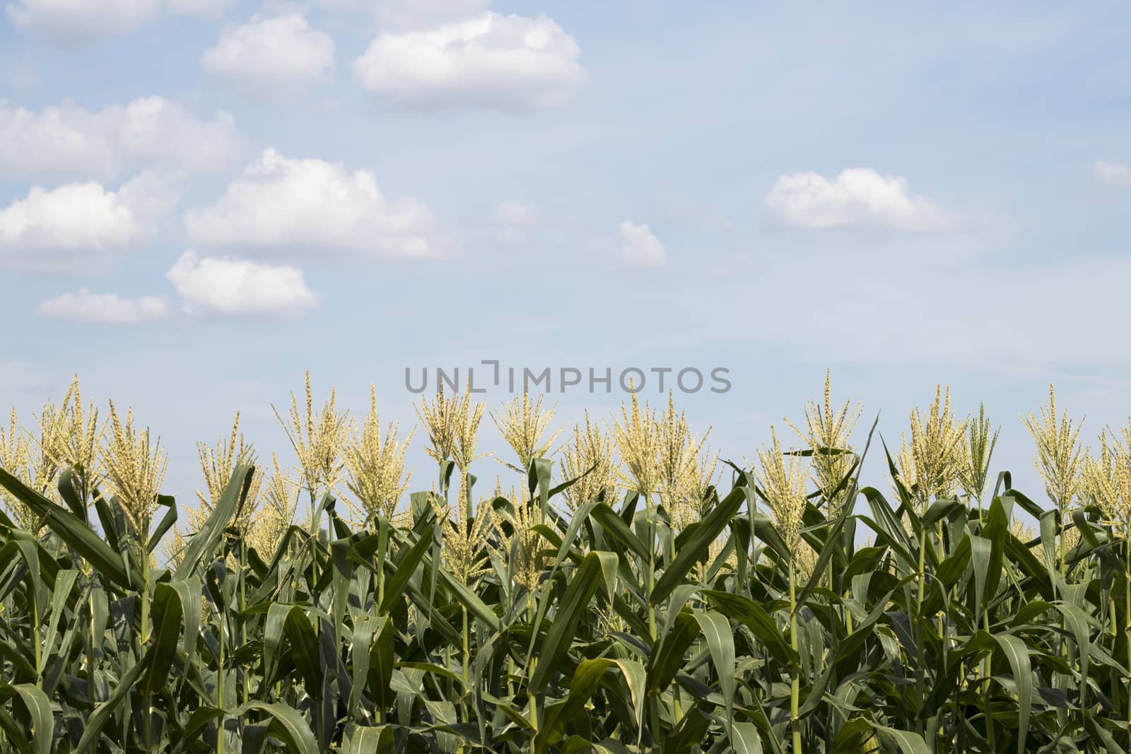 Corn plant and corn flower with clouds and blue sky background.