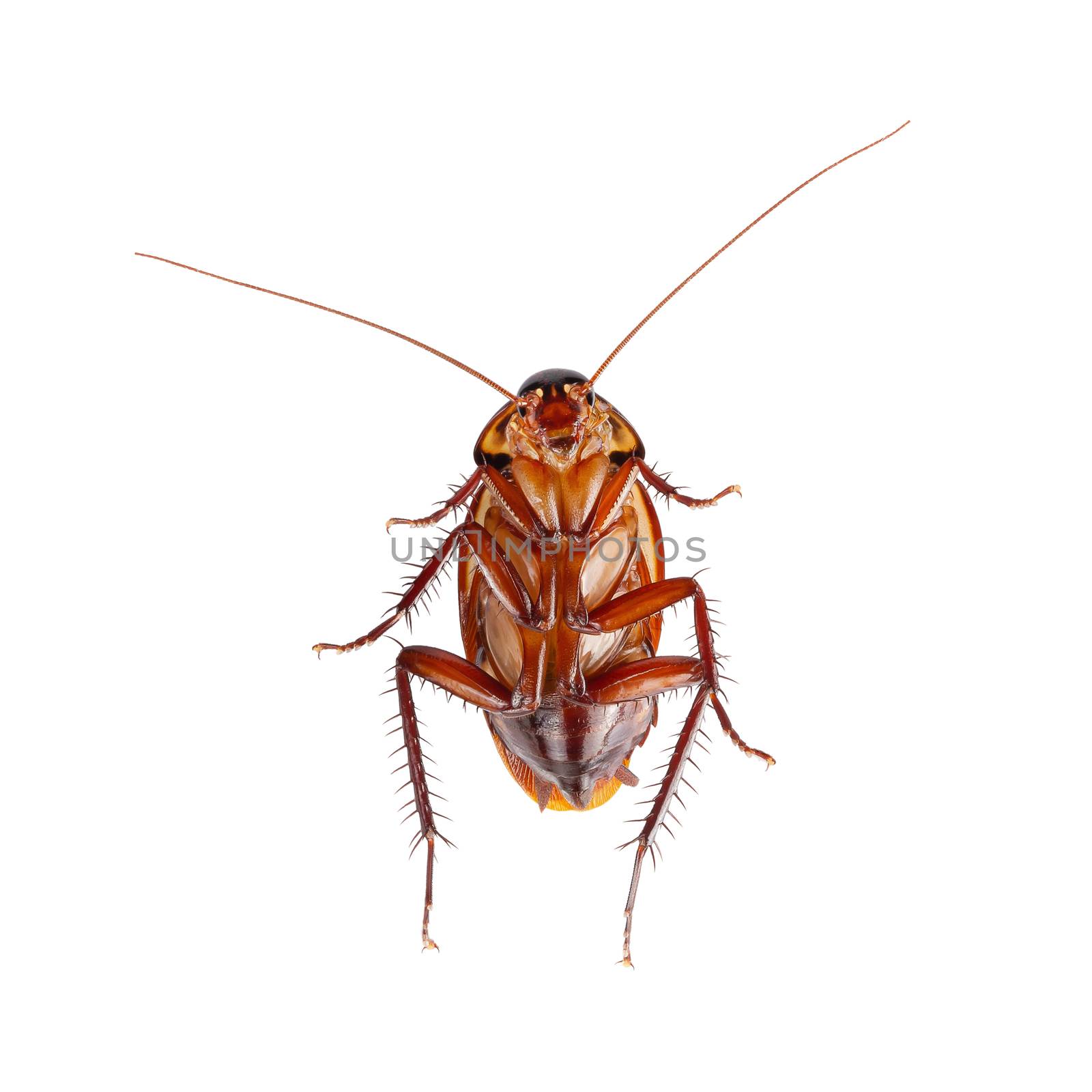 close-up cockroach isolated on a white background