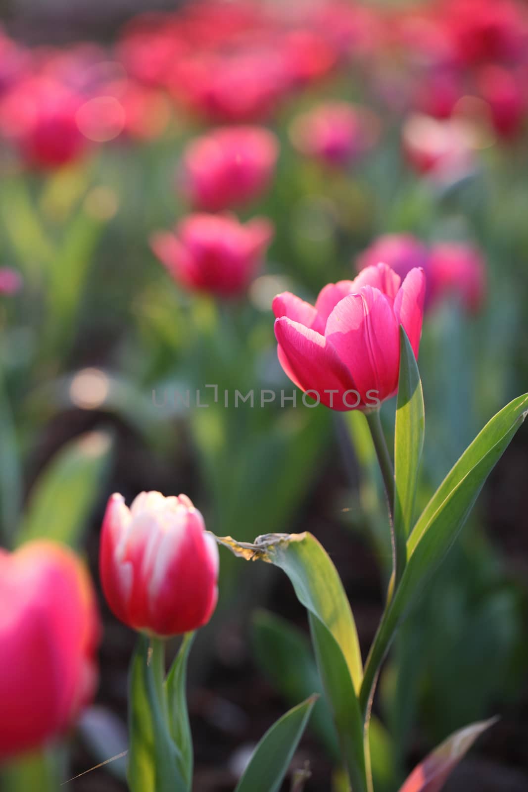 Pink Tulips 