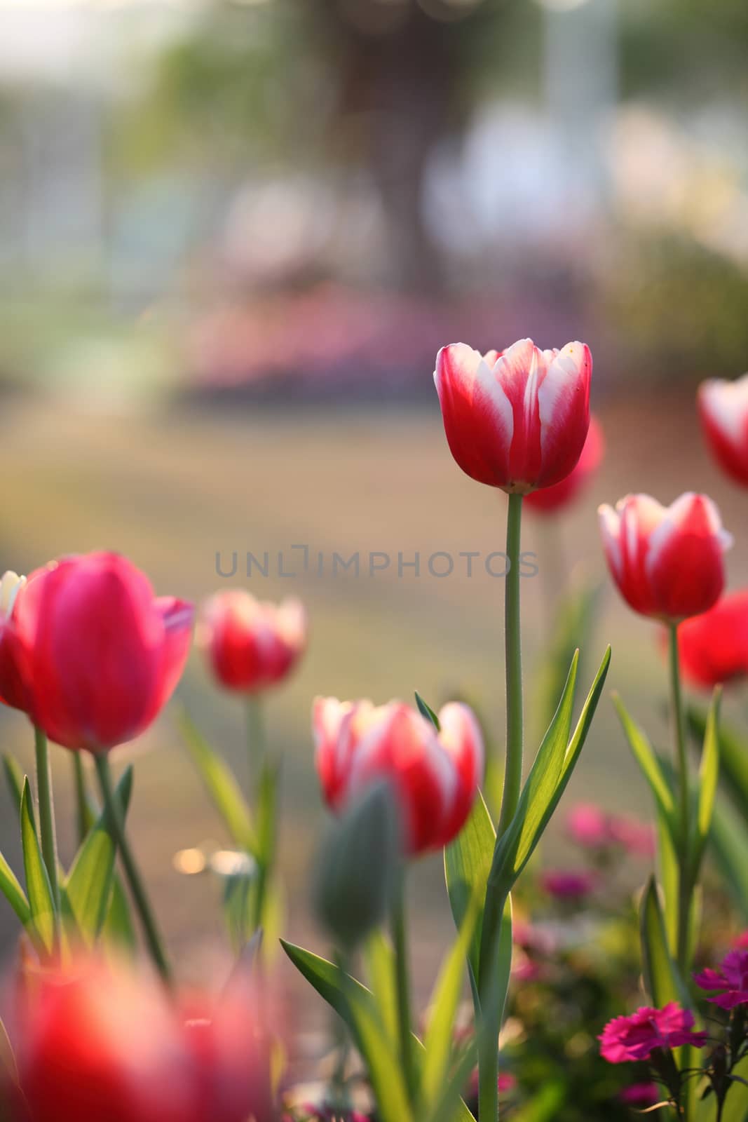 Tulips  by piyato
