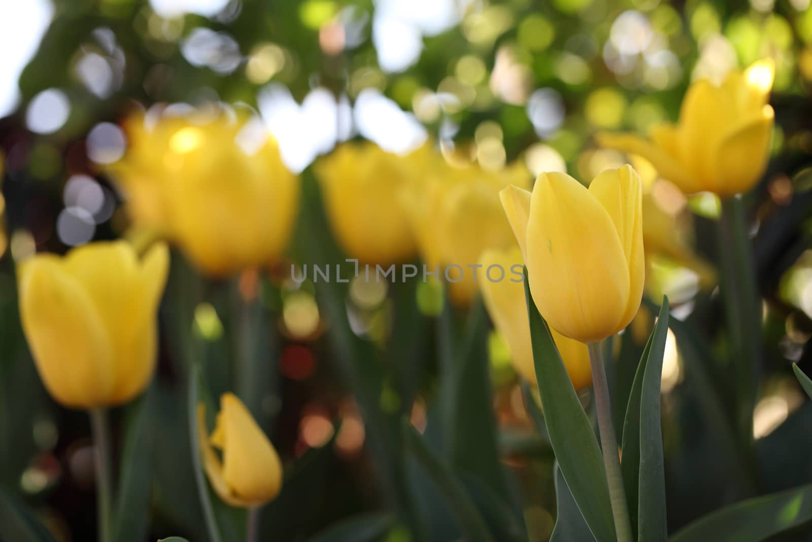 Yellow Tulips  by piyato