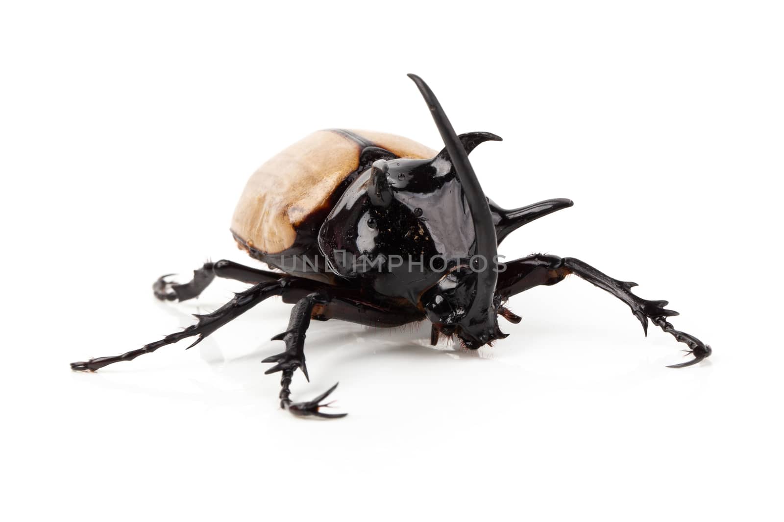 Yellow Five-horned rhinoceros beetle isolated on white backgroun by kaiskynet