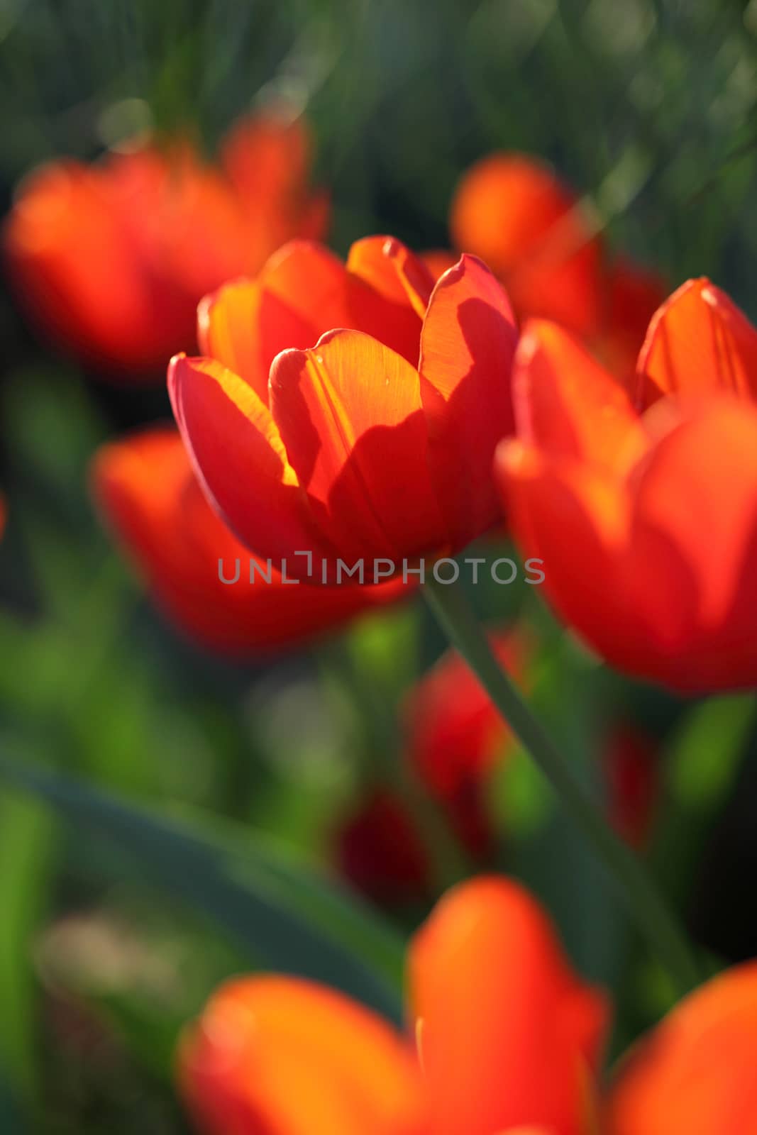 Red Orange Tulips  by piyato